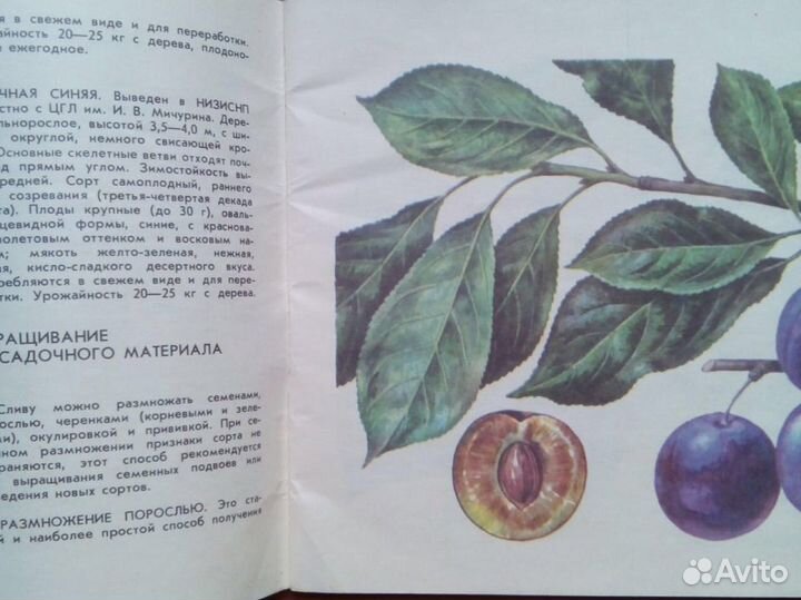 Слива. Михеев А. М. 1986г