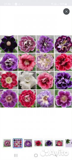 Глоксиния стакан 0,5л