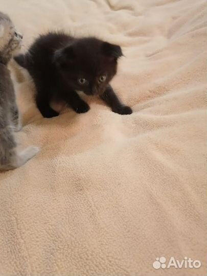 Котята бесплатно