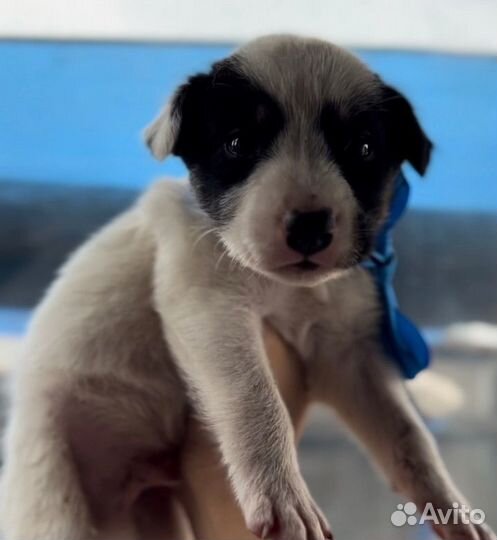 Отдам щенка