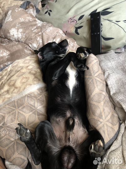 Вязка сабак