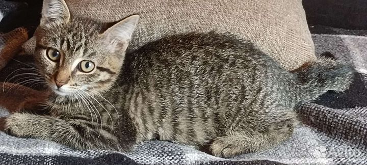 Котенок в добрые руки