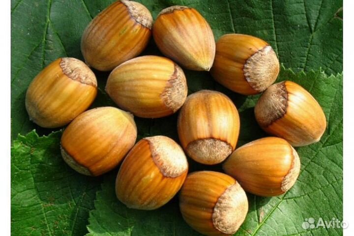 Саженцы Фундук Исаевский