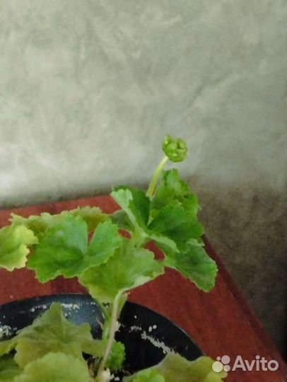 Пеларгония герань