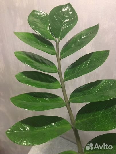 Замиокулькас