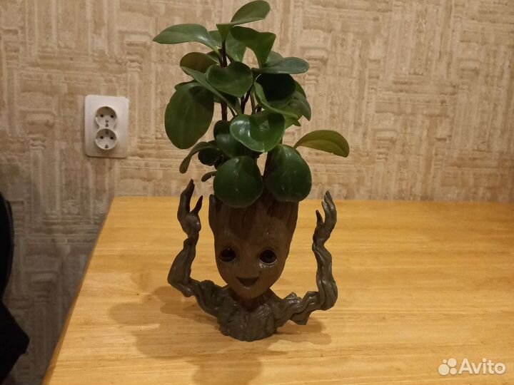 Грут и цветок любви