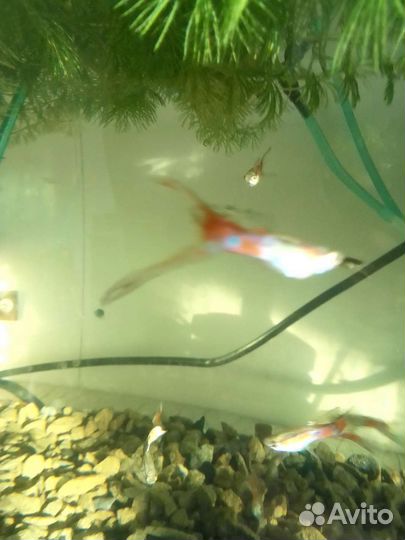 Аквариумные гидробионты и растения