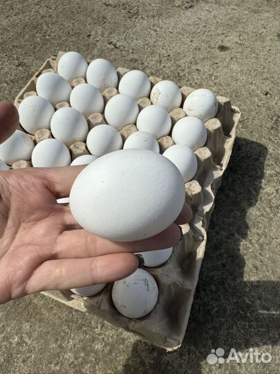 Яйцо домашнее