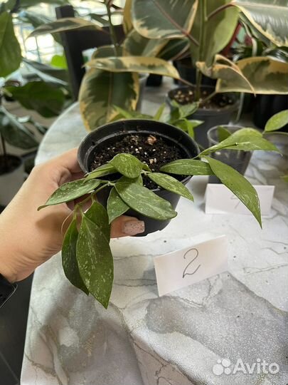 Хойя Грасилис