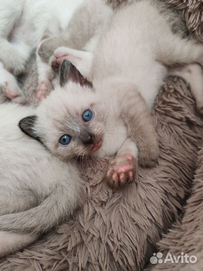 Тайские котята