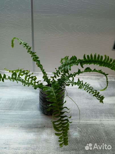 Папоротник нефролепис Грин Леди