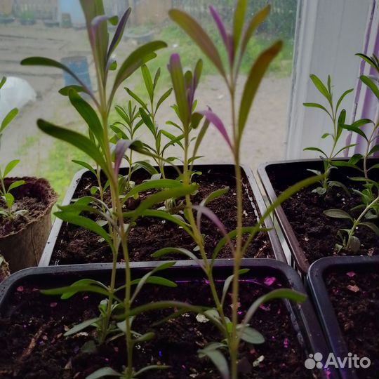 Лаванда узколистная. Рассада