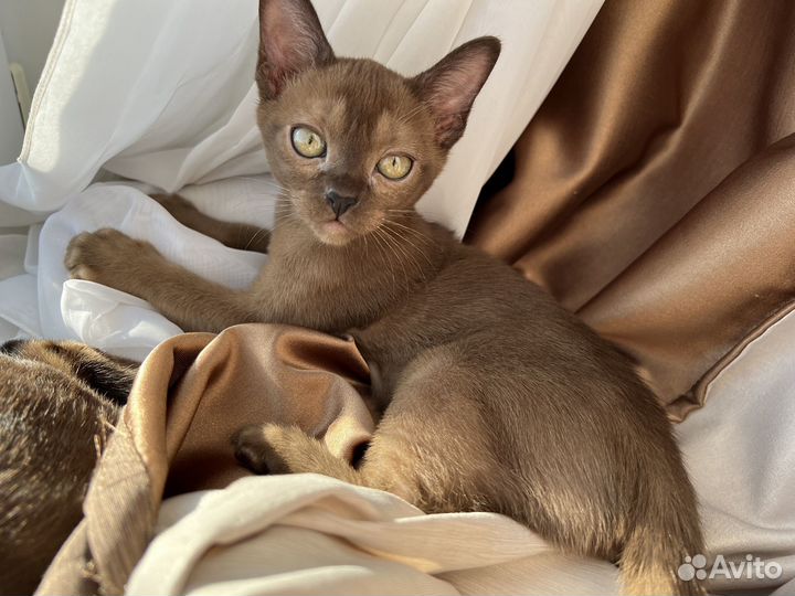 Бурманские котята
