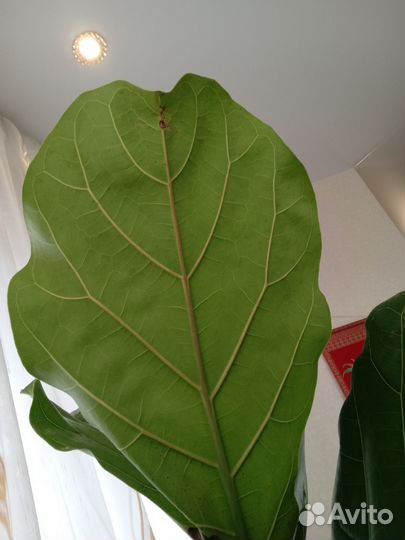 Фикус Лирато Колумнарис h-2 метра