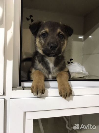 Мальчик в добрые руки