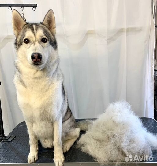 Груминг для собак