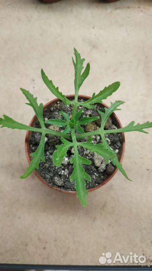 Суккуленты набор садик флорариум