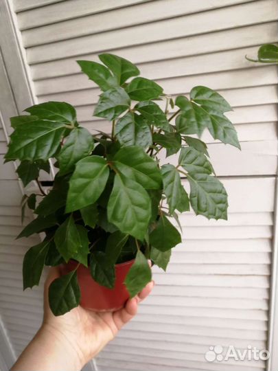 Циссус березка