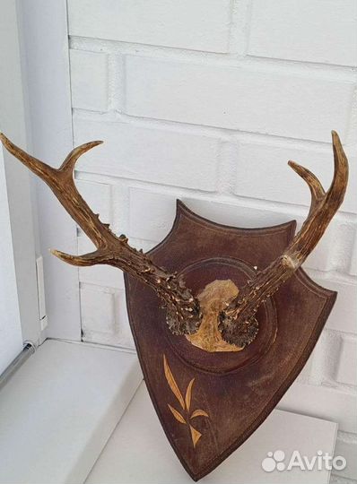 Рога косули сувенирные