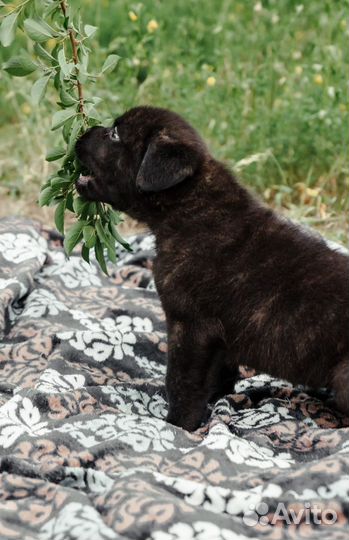 Щенок Кане Корсо мальчик