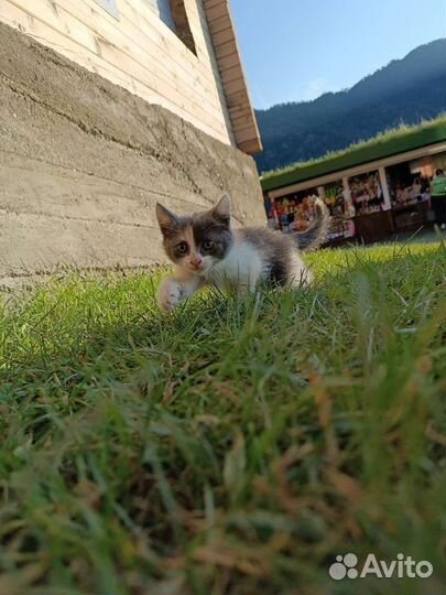 Кошечка
