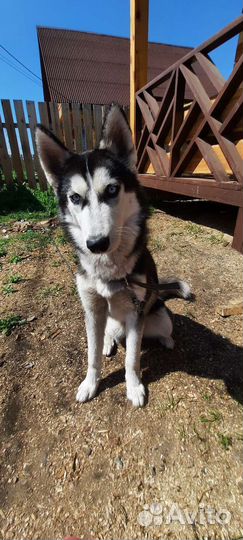 Щенок хаски