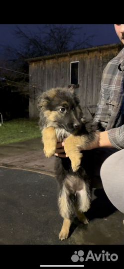 Щенки немецкой овчарки