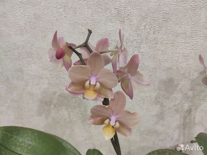 Орхидея Фаленопсис Парфюмерная фабрика