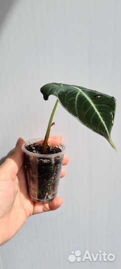 Алоказия Лонгилоба,Блек вельвет