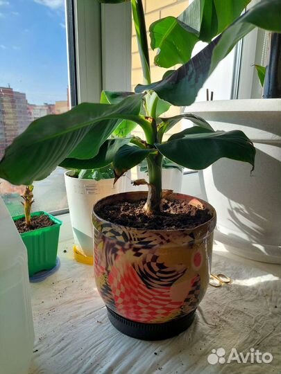 Банановая пальма.Мусса