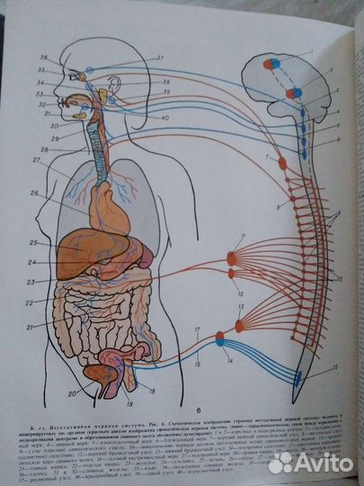 Книга Медицинская энциклопедия