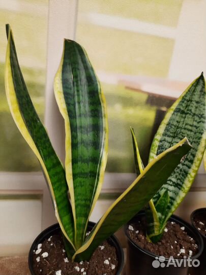 Сансевиерия Ханни Крео