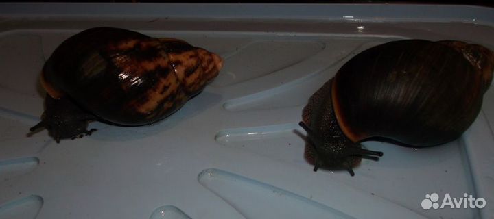 Улитята Архахатина маргината маргината