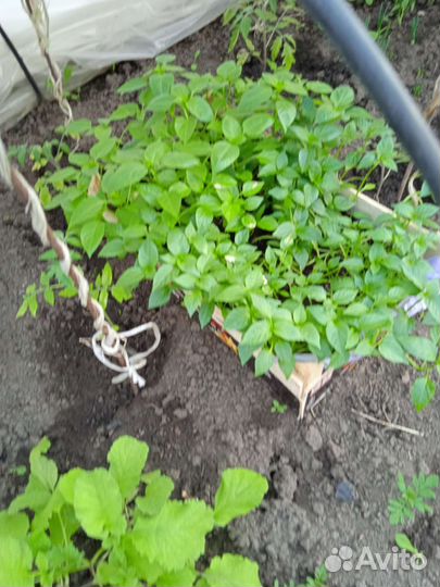 Рассада помидоры и перец