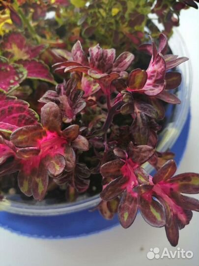 Колеусы сортовые, срез черенка