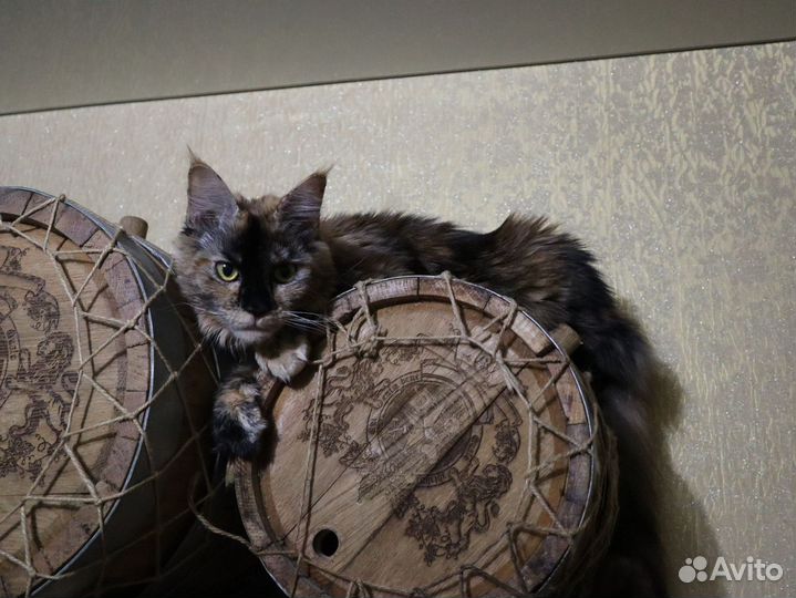 Девочка-подросток Мейн Кун