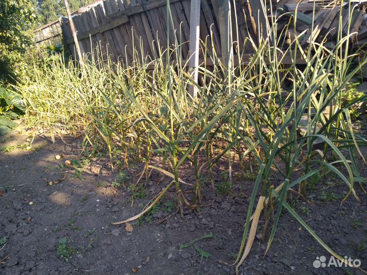 Чеснок озимый