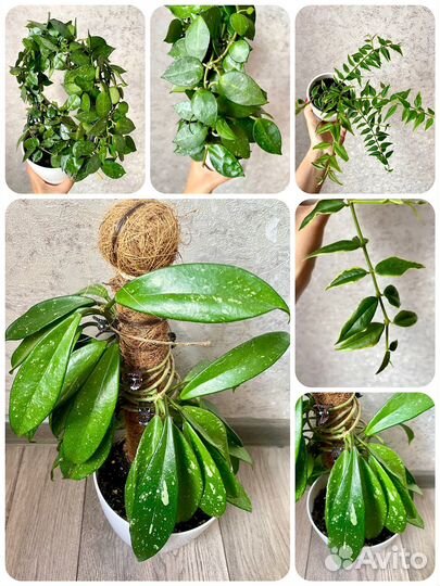 Срез хойи. Разные сорта