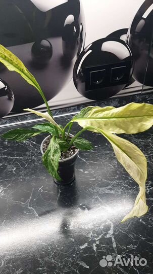 Спатифиллум вариегатный. Silver Rain