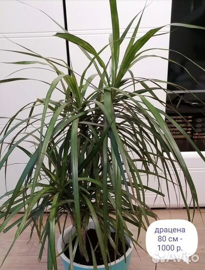 Продам цветы комнатные