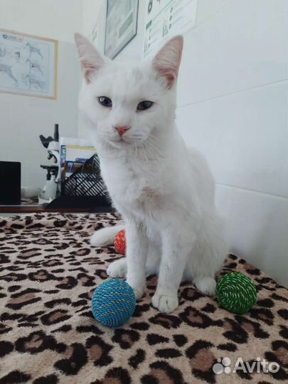 Котик ищет дом