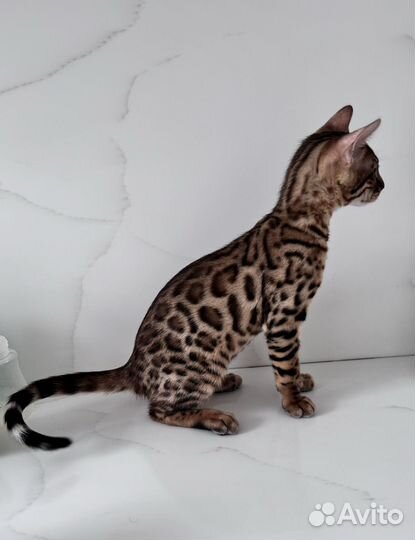 Бенгальский котенок мальчик
