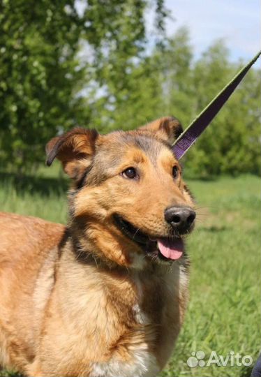 Собака в добрые руки отдам бесплатно