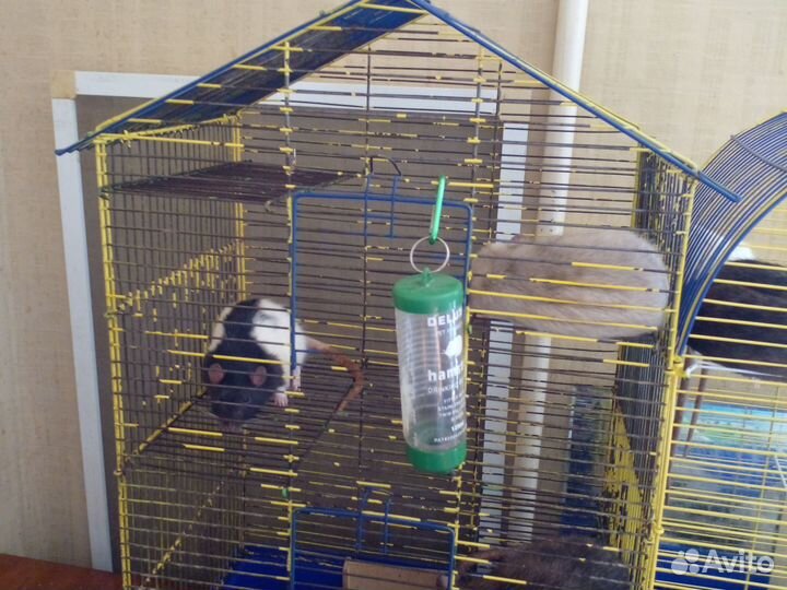 Отдам бесплатно