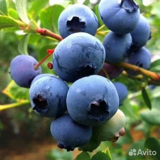 Ханна Чойс саженцы голубики