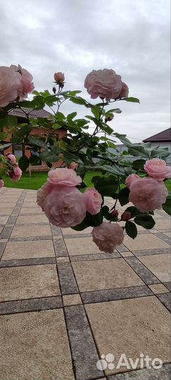 Роза Букет парфе