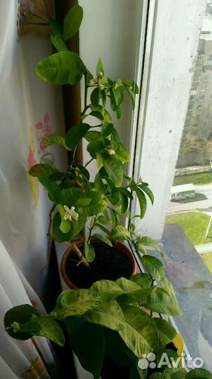 Домашний лимон (дерево)