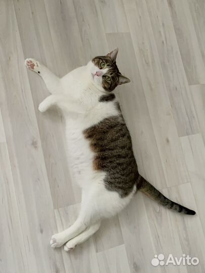 Кошка в добрые руки