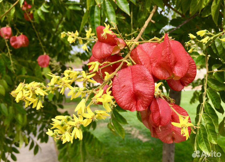 Кельрейтерия (псевдомыльное дерево)