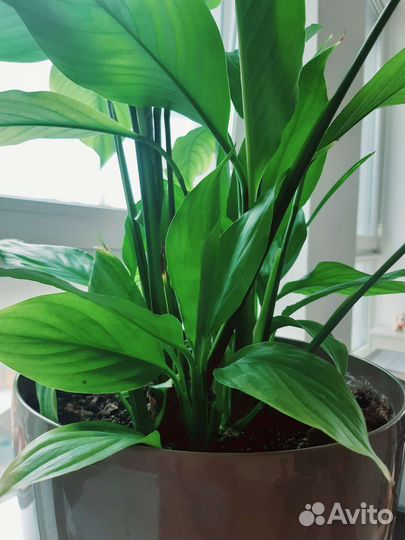 Спатифиллум